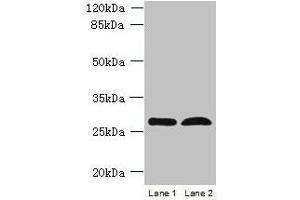 RTP4 anticorps  (AA 1-224)