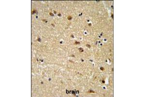 EDIL3 Antibody IHC analysis in formalin fixed and paraffin embedded brain tissue followed by peroxidase conjugation of the secondary antibody and DAB staining. (EDIL3 anticorps  (AA 337-365))