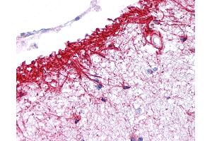 Anti-NLRP14 antibody IHC of human brain, cortex.