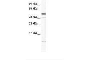 Image no. 1 for anti-Zinc Finger, Matrin-Type 1 (ZMAT1) (AA 359-408) antibody (ABIN6736003)
