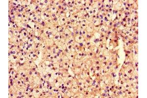 Immunohistochemistry of paraffin-embedded human adrenal gland tissue using ABIN7167968 at dilution of 1:100
