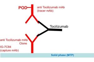 Image no. 1 for Tocilizumab specific ELISA Kit (ABIN3172724) (Tocilizumab specific Kit ELISA)