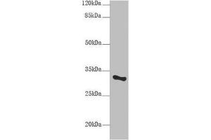Western blot All lanes:SNRPA antibody at 9 μg/mL + Mouse liver tissue Secondary Goat polyclonal to rabbit IgG at 1/10000 dilution Predicted band size: 31 kDa Observed band size: 31 kDa (SNRPA1 anticorps  (AA 8-278))
