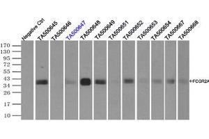 Image no. 10 for anti-Fc gamma RII (CD32) antibody (ABIN1497254) (Fc gamma RII (CD32) anticorps)
