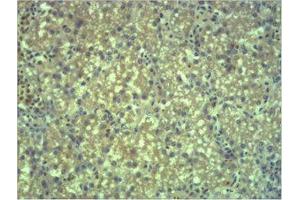 Immunohistochemistry (IHC) analysis of paraffin-embedded Mouse Liver Tissue using EPG5 Polyclonal Antibody. (EPG5 anticorps)