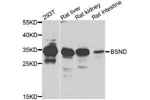 Western blot analysis of extracts of various cells, using BSND antibody.