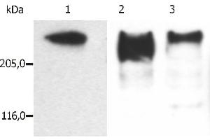 anti-Microtubule-Associated Protein 2 (MAP2) antibody
