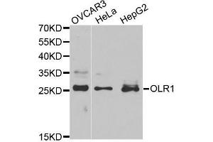 Western blot analysis of extracts of various cell lines, using OLR1 antibody. (OLR1 anticorps  (AA 58-273))