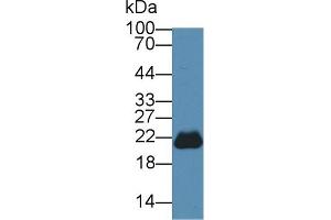 Detection of PEBP1 in Mouse Cerebrum lysate using Polyclonal Antibody to Phosphatidylethanolamine Binding Protein 1 (PEBP1) (PEBP1 anticorps  (AA 2-187))
