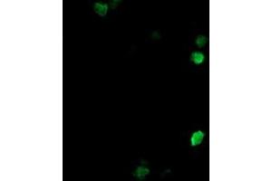 Image no. 4 for anti-COP9 Signalosome Complex Subunit 6 (COPS6) (AA 58-327) antibody (ABIN1491601) (COPS6 anticorps  (AA 58-327))