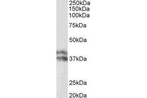 Western Blotting (WB) image for anti-Haptoglobin (HP) (Internal Region) antibody (ABIN2464980) (Haptoglobin anticorps  (Internal Region))