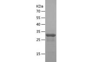 Western Blotting (WB) image for Placenta-Specific 8 (PLAC8) (AA 1-115) protein (His-IF2DI Tag) (ABIN7124462)
