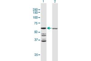 Western Blot analysis of ACOT2 expression in transfected 293T cell line by ACOT2 MaxPab polyclonal antibody. (ACOT2 anticorps  (AA 1-483))
