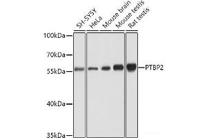 Western blot analysis of extracts of various cell lines using PTBP2 Polyclonal Antibody at dilution of 1:1000. (PTBP2 anticorps)