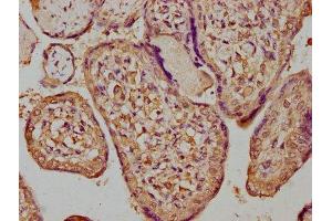 IHC image of ABIN7154398 diluted at 1:300 and staining in paraffin-embedded human placenta tissue performed on a Leica BondTM system.