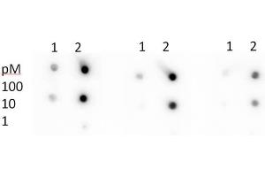 Dot Blot of Rabbit Anti-p53 305KAc Antibody. (p53 anticorps  (acLys305))