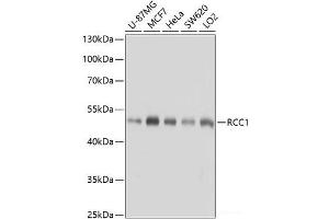 Western blot analysis of extracts of various cell lines using RCC1 Polyclonal Antibody at dilution of 1:1000. (RCC1 anticorps)