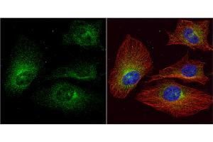 ICC/IF Image ALPPL2 antibody detects ALPPL2 protein at cytoplasm by immunofluorescent analysis.