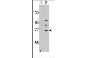 Image no. 1 for anti-MYST Histone Acetyltransferase 2 (MYST2) (N-Term) antibody (ABIN356663) (MYST2 anticorps  (N-Term))