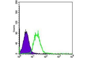 Flow cytometric analysis of Hela cells using FYN mouse mAb (green) and negative control (purple).