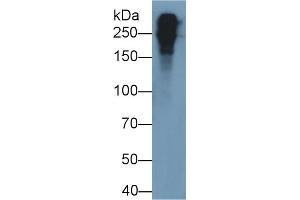 Detection of FN in Mouse Plasma using Polyclonal Antibody to Fibronectin (FN) (Fibronectin anticorps  (AA 2117-2236))