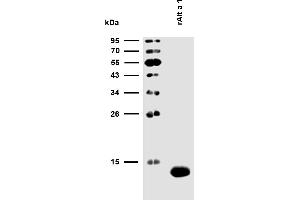 Reactivity of rAlt a 1 with sIgE antibodies in plasma of a patient with confirmed presence (routine clinical test) of specific IgE antibodies to Alternaria alternata allergen extract. (Alt a 1 (Alternaria Alternata) Protéine)