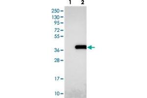Western blot analysis of Lane 1: Negative control (vector only transfected HEK293T lysate), Lane 2: Over-expression Lysate (Co-expressed with a C-terminal myc-DDK tag (~3. (NUDT22 anticorps)