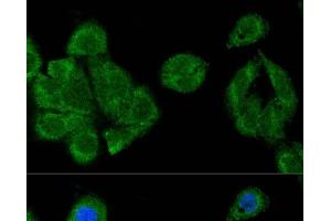 Confocal immunofluorescence analysis of U-2 OS cells using IRF3 Polyclonal Antibody at dilution of 1:100. (IRF3 anticorps)