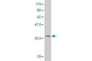 Western Blot detection against Immunogen (36. (NMI anticorps  (AA 1-100))