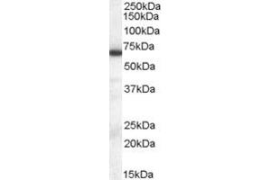 ABIN184790 staining (0. (ELF1 anticorps  (C-Term))