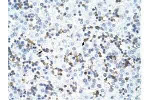 Image no. 1 for anti-Cleavage and Polyadenylation Specific Factor 3, 73kDa (CPSF3) (C-Term) antibody (ABIN202869)
