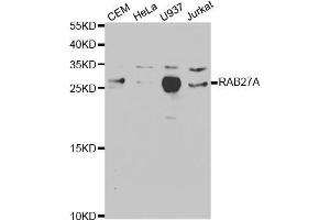 Western blot analysis of extracts of various cell lines, using RAB27A antibody (ABIN5970998) at 1/1000 dilution. (RAB27A anticorps)