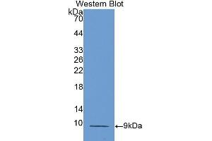 Western Blotting (WB) image for anti-Chemokine (C-C Motif) Ligand 5 (CCL5) (AA 24-91) antibody (ABIN1172337) (CCL5 anticorps  (AA 24-91))