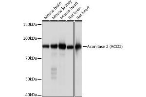 Western blot analysis of extracts of various cell lines, using Aconitase 2   Rabbit mAb (ABIN7265379) at 1:1000 dilution. (ACO2 anticorps)