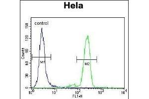 L Sumoylation Site Antibody (ABIN389073 and ABIN2839274) flow cytometric analysis of Hela cells (right histogram) compared to a negative control cell (left histogram). (PML anticorps  (Sumoylation Site))