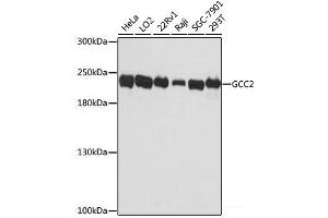 Western blot analysis of extracts of various cell lines using GCC2 Polyclonal Antibody at dilution of 1:3000. (GCC2 anticorps)