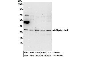anti-Syntaxin 6 (STX6) (AA 75-125) antibody