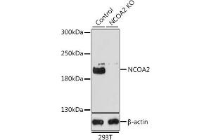 Western blot analysis of extracts from normal (control) and NCO knockout (KO) 293T cells, using NCO antibody (ABIN6129656, ABIN6144413, ABIN6144414 and ABIN7101354) at 1:1000 dilution. (NCOA2 anticorps  (AA 550-820))