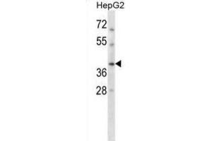 Western Blotting (WB) image for anti-DNA Repair Protein RAD51 Homolog 3 (RAD51C) antibody (ABIN2998381) (RAD51C anticorps)