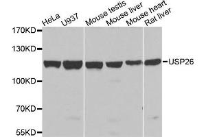 Western blot analysis of extracts of various cells, using USP26 antibody. (USP26 anticorps)