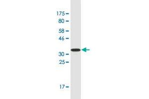 Western Blot detection against Immunogen (32.