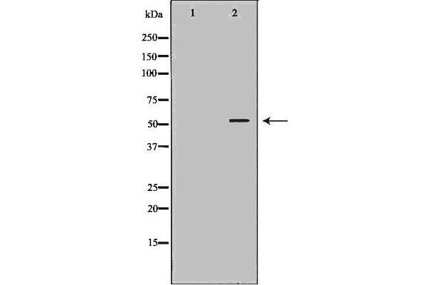 ERG anticorps  (C-Term)