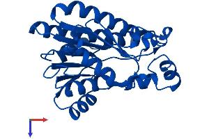 AlphaFold protein structure predicition of Mouse Recombinant Dcxr Protein, UniprotID Q91X52