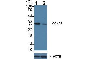 Knockout Varification: Lane 1: Wild-type A549 cell lysate; Lane 2: CCND1 knockout A549 cell lysate; Predicted MW: 33kDa Observed MW: 30kDa Primary Ab: 1µg/ml Rabbit Anti-Human CCND1 Antibody Second Ab: 0. (Cyclin D1 anticorps  (AA 1-295))