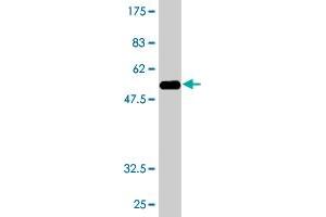 Western Blot detection against Immunogen (55.