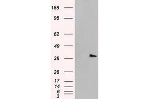 Image no. 4 for anti-Mitogen-Activated Protein Kinase 1 (MAPK1) antibody (ABIN1499287)