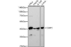Western blot analysis of extracts of various cell lines, using T antibody (ABIN7269414) at 1:500 dilution.