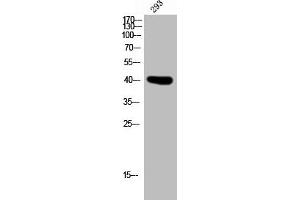 Western Blot analysis of 293 cells using PD2R Polyclonal Antibody (PTGDR anticorps  (C-Term))