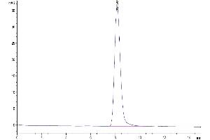 The purity of Cynomolgus CD55 is greater than 95 % as determined by SEC-HPLC.