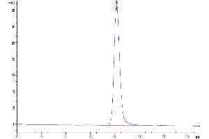 The purity of Cynomolgus CD55 is greater than 95 % as determined by SEC-HPLC. (CD55 Protein (AA 36-350) (His tag))